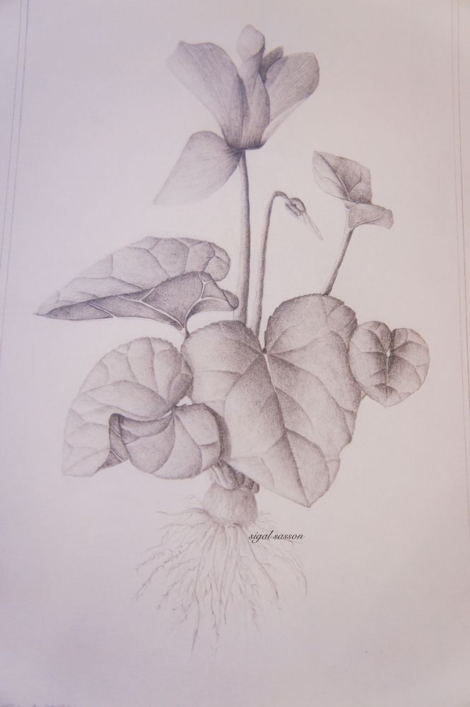 Cyclamen Drawing at PaintingValley.com | Explore collection of Cyclamen ...