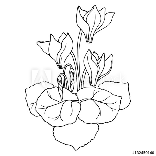500x500 Vector Contour Sketch Of Cyclamen Flower - Cyclamen Drawing