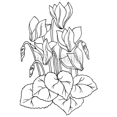 400x400 Vector Contour Sketch Of Cyclamen Flower Buy Photos Ap Images - Cyclamen Drawing