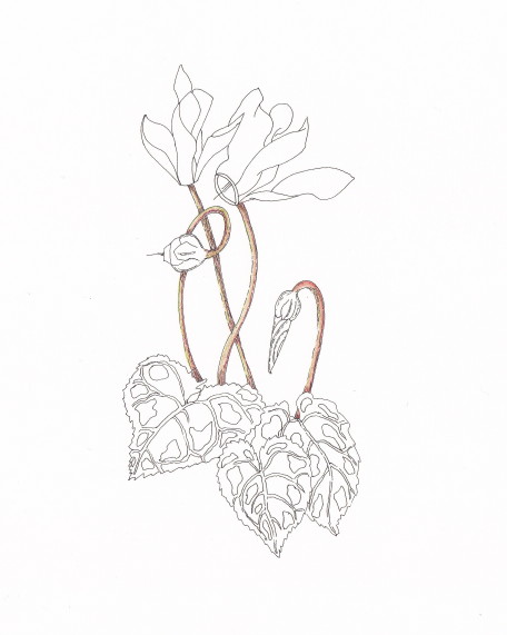 456x571 Ccreech Studio Creative Adventures Cyclamen In Progress - Cyclamen Drawing