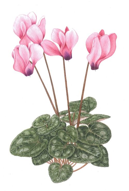 500x742 Cyclamen Persicum Winter Poisonous Plants - Cyclamen Drawing