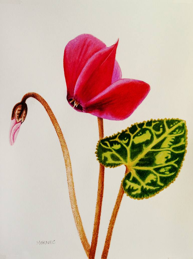 770x1033 Cyclamen Drawing - Cyclamen Drawing