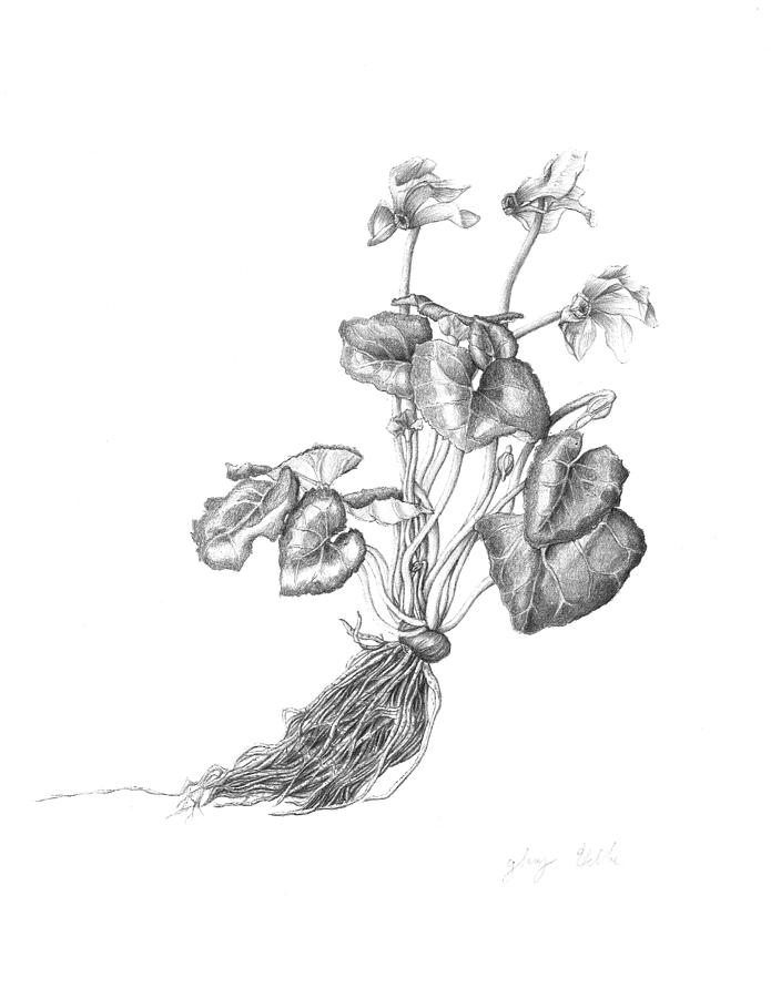 695x900 Cyclamen Drawing - Cyclamen Drawing
