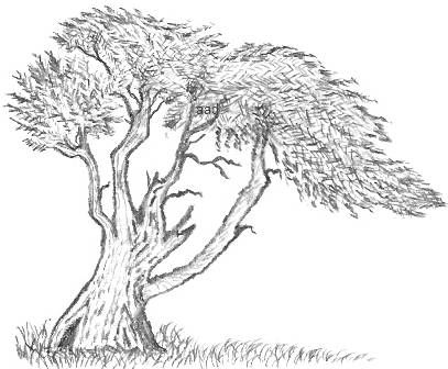 Cypress Tree Drawing at PaintingValley.com | Explore collection of ...