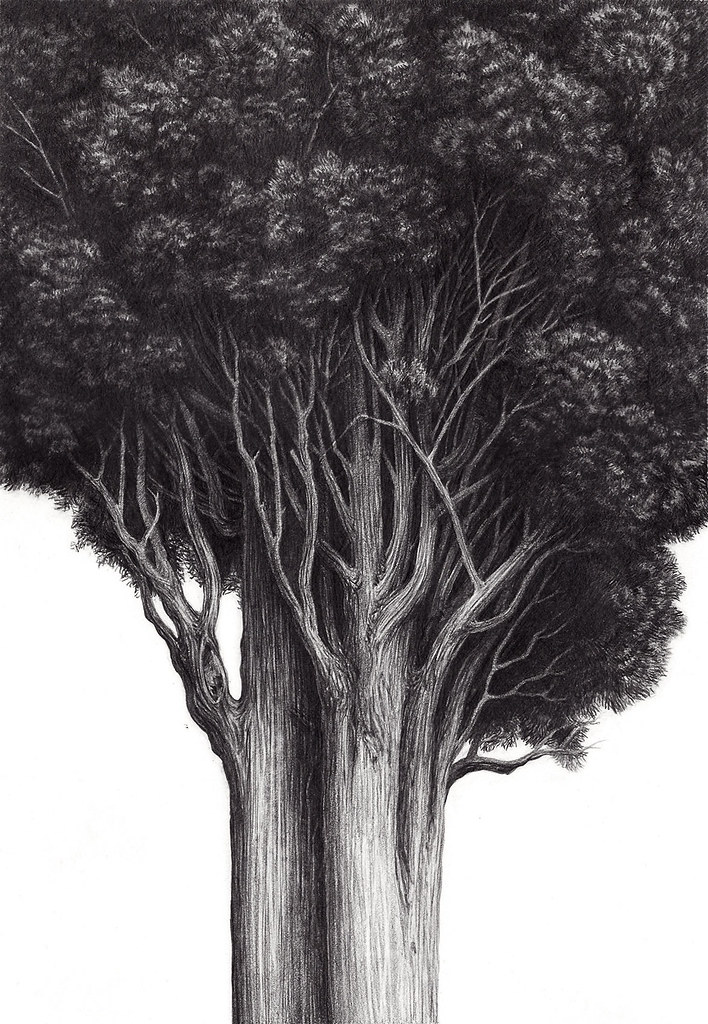 Cypress Tree Drawing at PaintingValley.com | Explore collection of ...