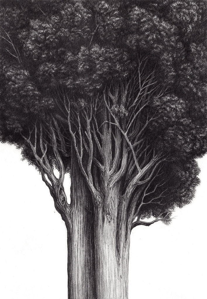 Cypress Tree Drawing at Explore collection of