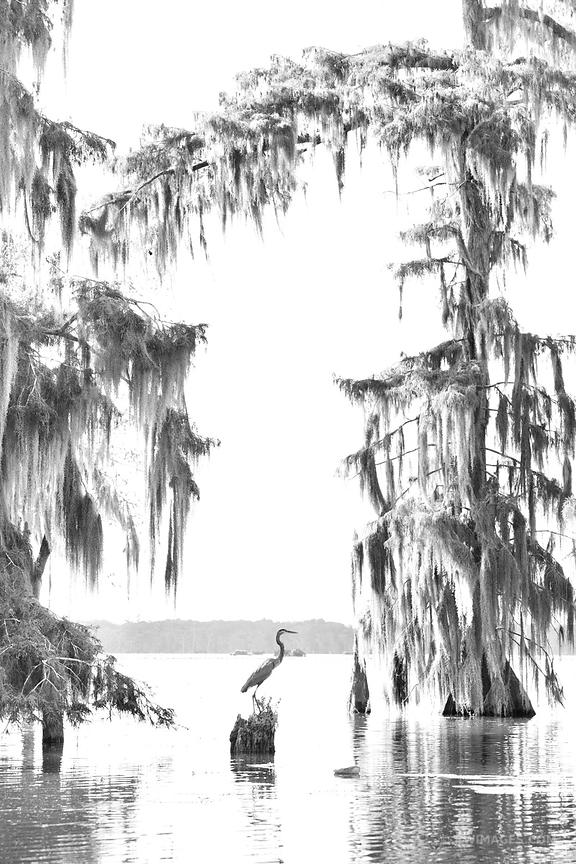 576x864 Framed Photo Print Of Bald Cypress Trees Heron Lake Martin - Cypress Tree Drawing