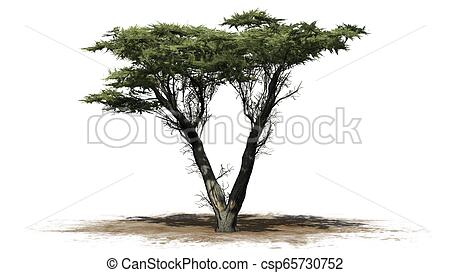 450x273 Monterey Cypress Tree On A Sand Area - Cypress Tree Drawing