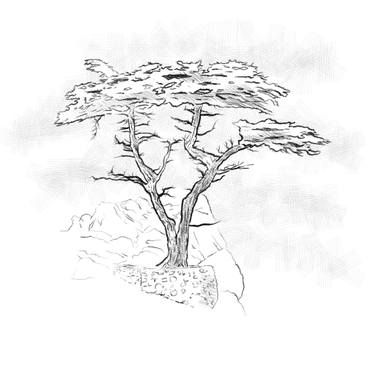 375x375 Original Tree Charcoal Drawings For Sale Saatchi Art - Cypress Tree Drawing