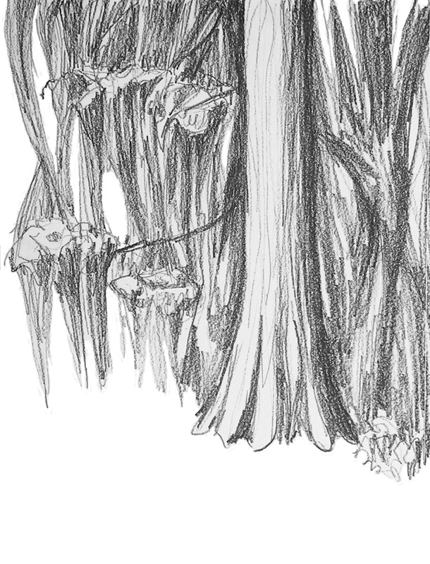 610x800 Priscilla Hollingsworth News - Cypress Tree Drawing
