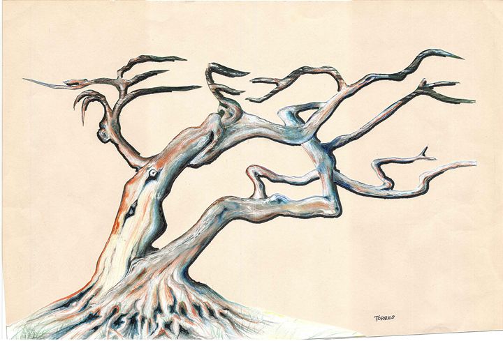 720x489 Old Monterey Cypress Tree - Cypress Tree Drawing