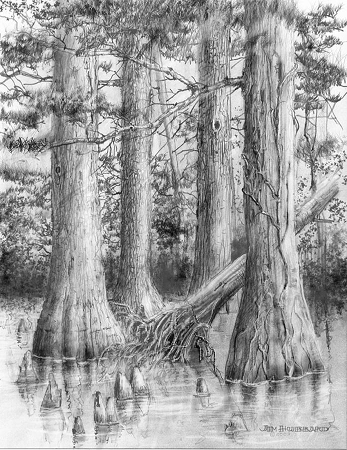 Cypress Tree Drawing at PaintingValley.com | Explore collection of ...