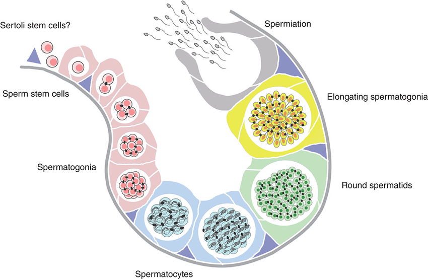 850x554 schematic drawing of cystic spermatogenesis observed in fish - Cyst Drawing