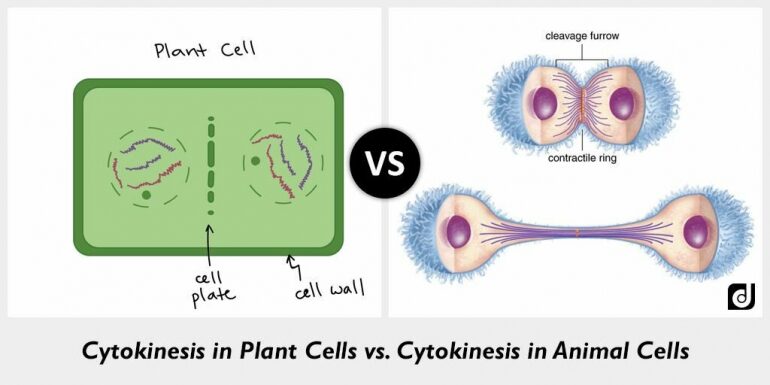 Which Image Represents Cytokinesis In A Plant Cell