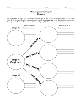 270x350 drawing the cell cycle worksheet - Cytokinesis Drawing