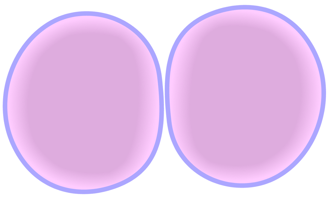 1125x686 edupic cell drawings - Cytokinesis Drawing