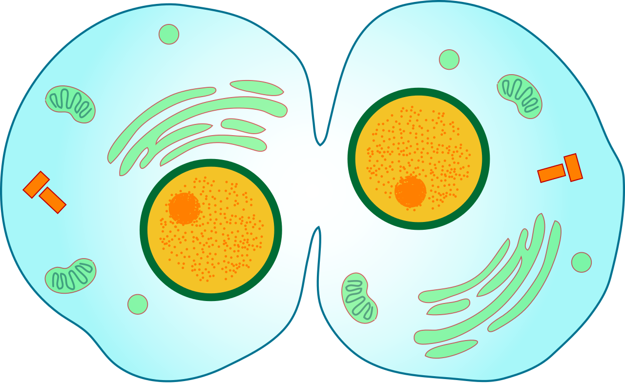 Cytokinesis Drawing at Explore collection of