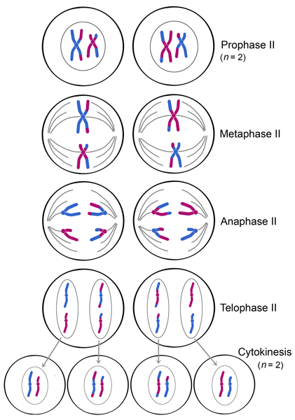 421x600 life sciences cyberbridge - Cytokinesis Drawing