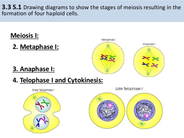 638x479 meiosis - Cytokinesis Drawing