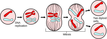 350x127 mitosis - Cytokinesis Drawing