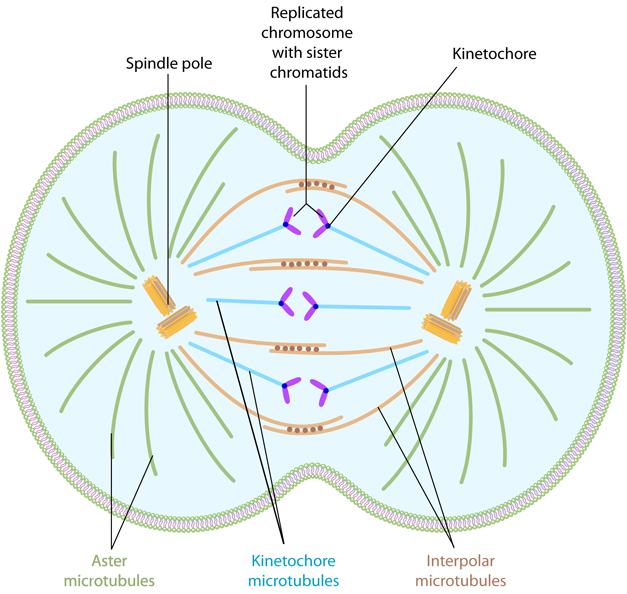 Cytokinesis Drawing at Explore collection of