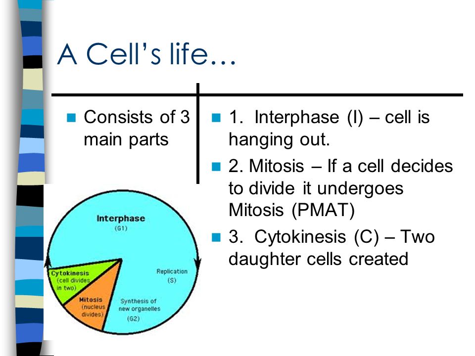 960x720 mitosis drawing draw, color, and label life cycle of a cell - Cytokinesis Drawing