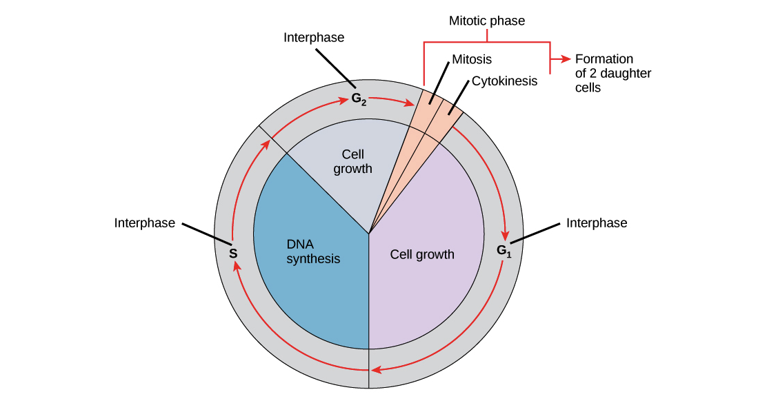 1112x585 phases of the cell cycle - Cytokinesis Drawing