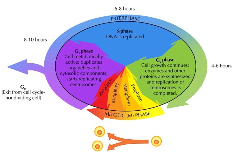 750x521 the cell cycle cell division siyavula - Cytokinesis Drawing