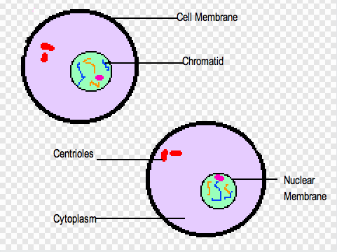 481x360 untitled document - Cytokinesis Drawing