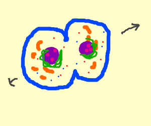 300x250 cytokinesis drawing - Cytokinesis Drawing