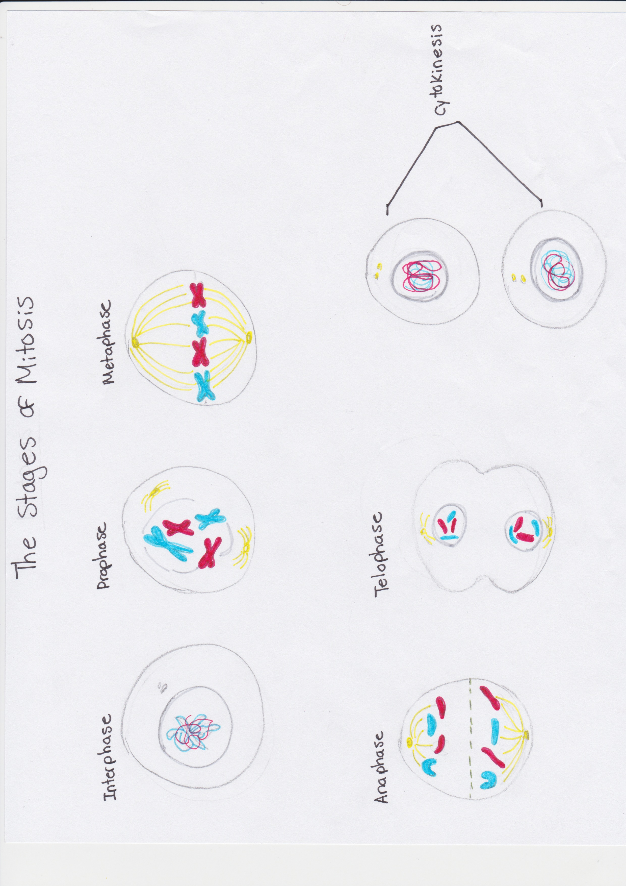 2480x3508 humans meiosis and mitosis - Cytokinesis Drawing