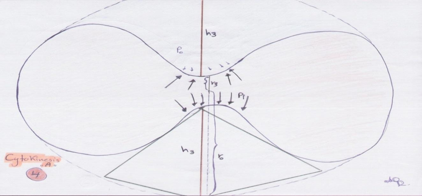 850x395 shows the early stages of cytokinesis, and that the po amount - Cytokinesis Drawing