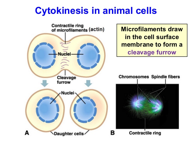 638x479 biology form chapter part - Cytokinesis Drawing