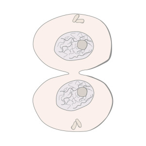 Cytokinesis Drawing at PaintingValley.com | Explore collection of ...