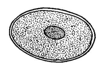 365x241 biological drawings chlamydomonas zygospore teaching learning - Cytoplasm Drawing