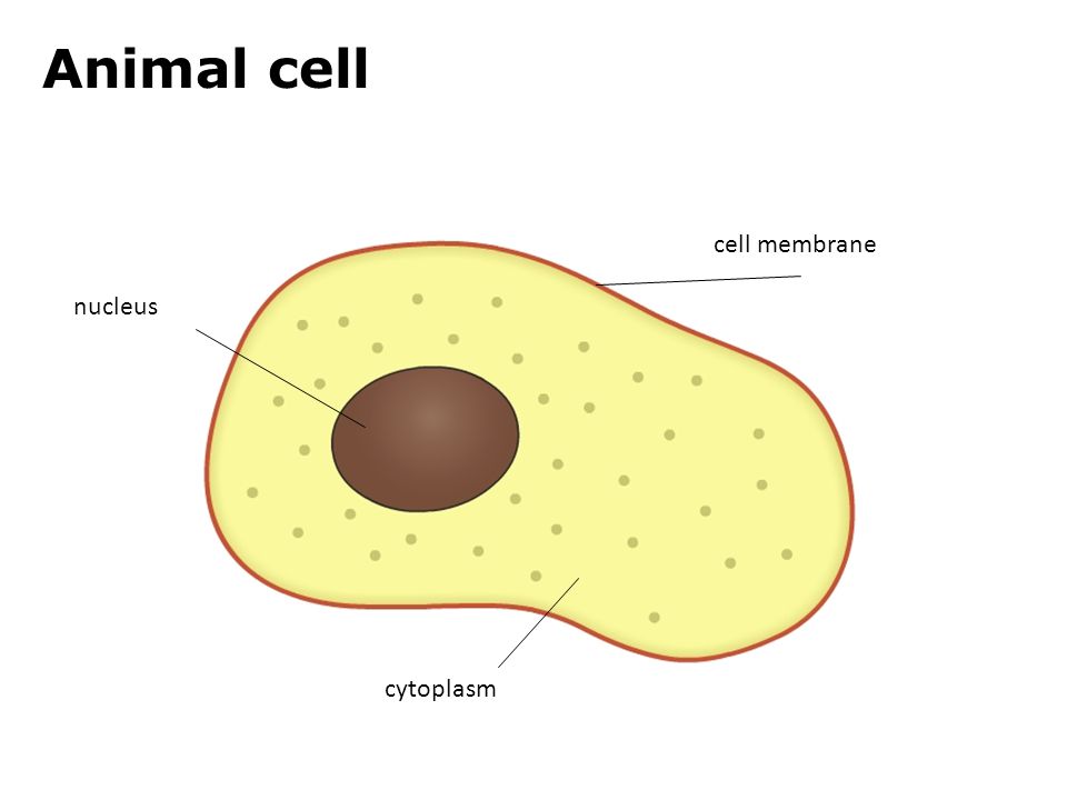 960x720 cell construction site - Cytoplasm Drawing