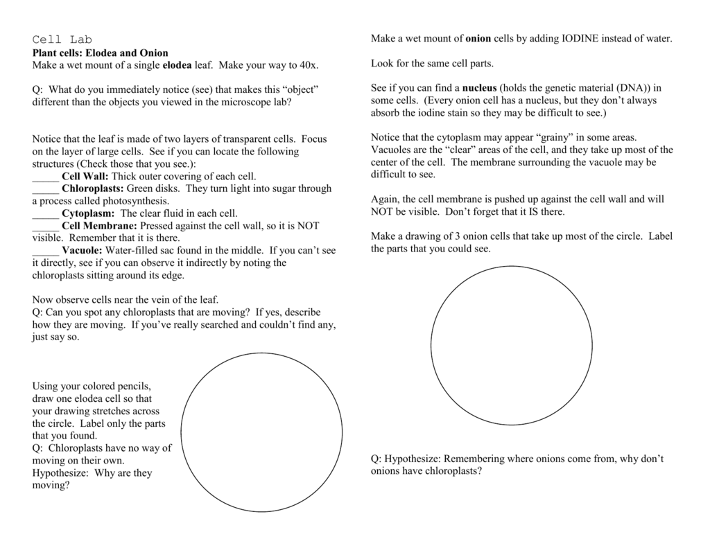 1024x791 cell lab - Cytoplasm Drawing