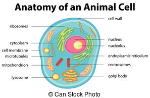 Cytoplasm Drawing at PaintingValley.com | Explore collection of ...