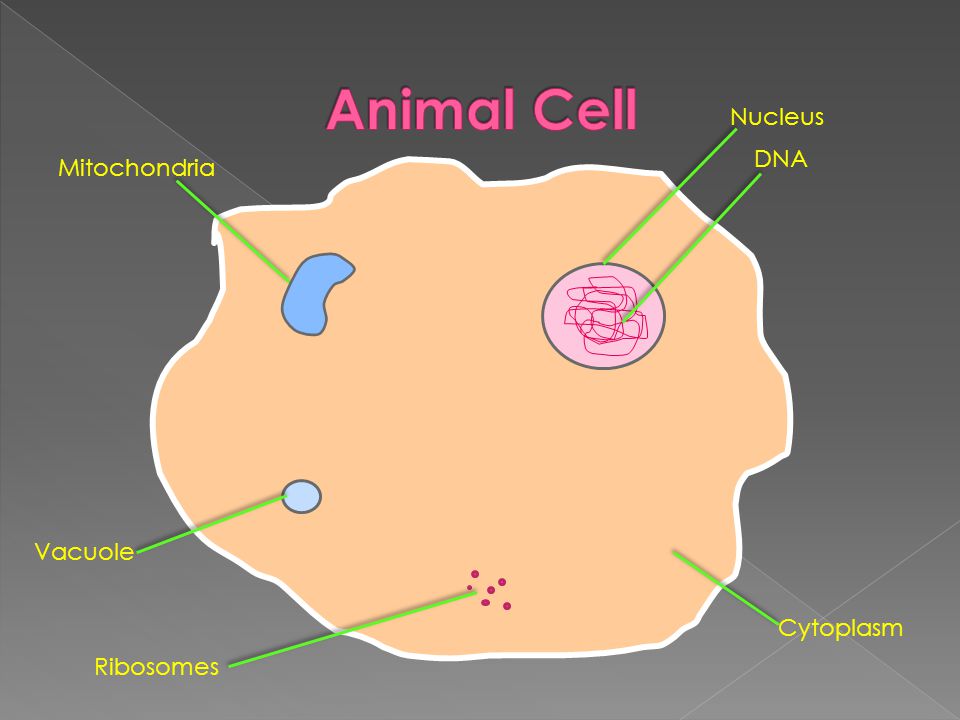 960x720 cells plant and animal - Cytoplasm Drawing