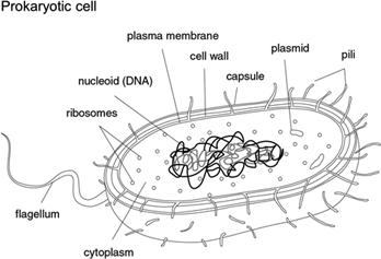 348x237 definition of cell structures - Cytoplasm Drawing