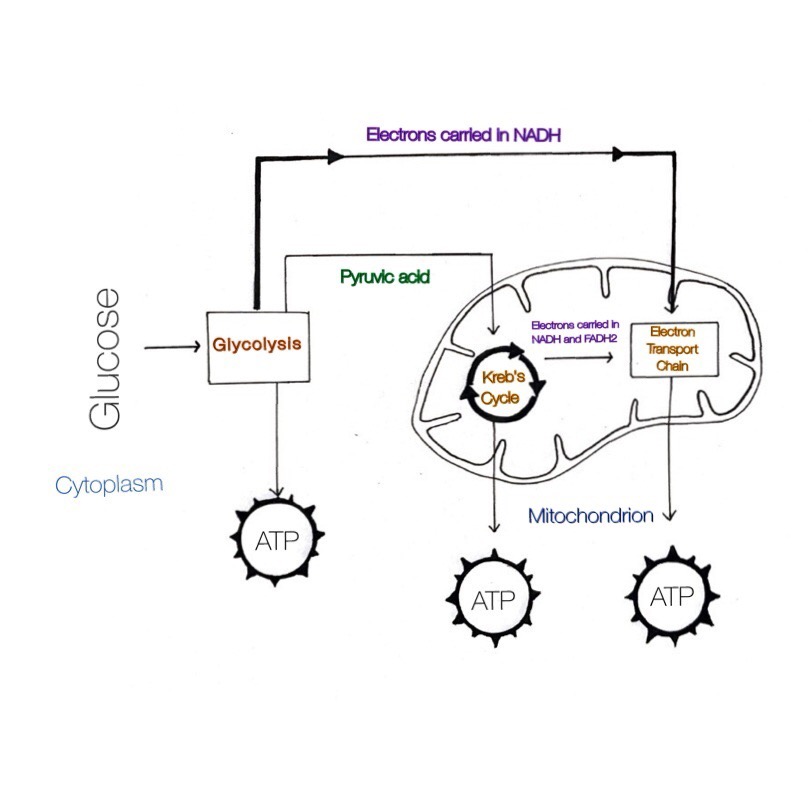 812x812 draw and label a mitochondrion surrounded - Cytoplasm Drawing