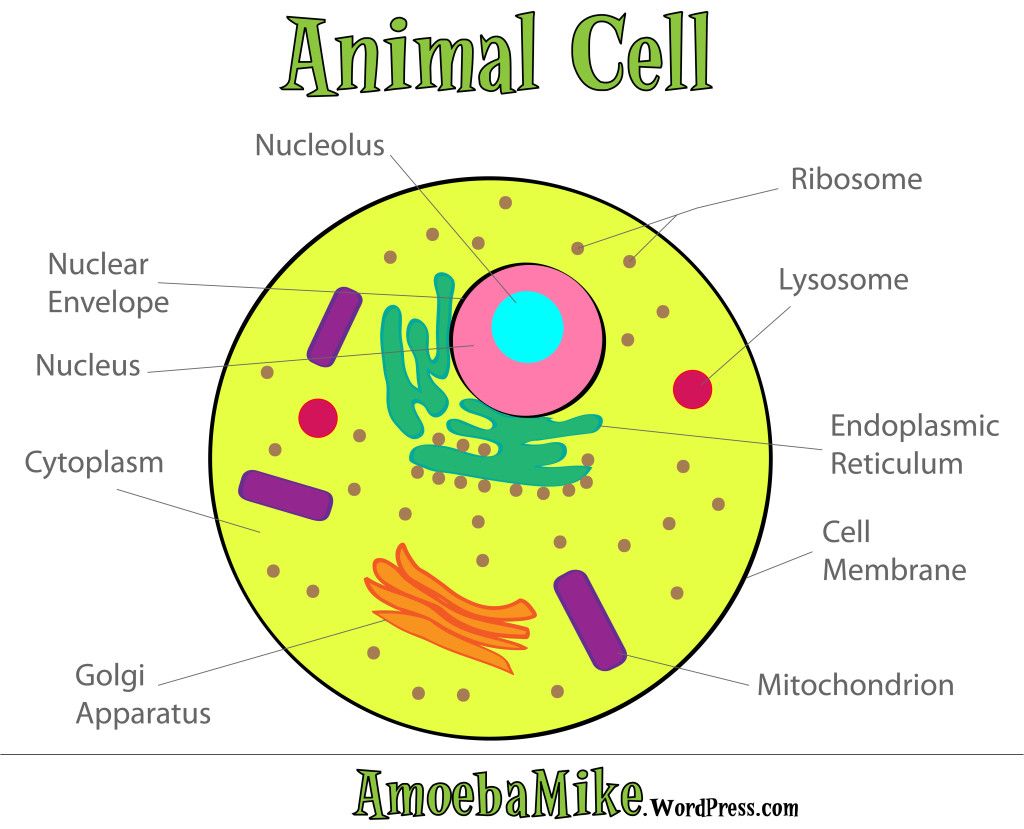 1024x829 plant and animal cells for kids school ideas animal cell - Cytoplasm Drawing