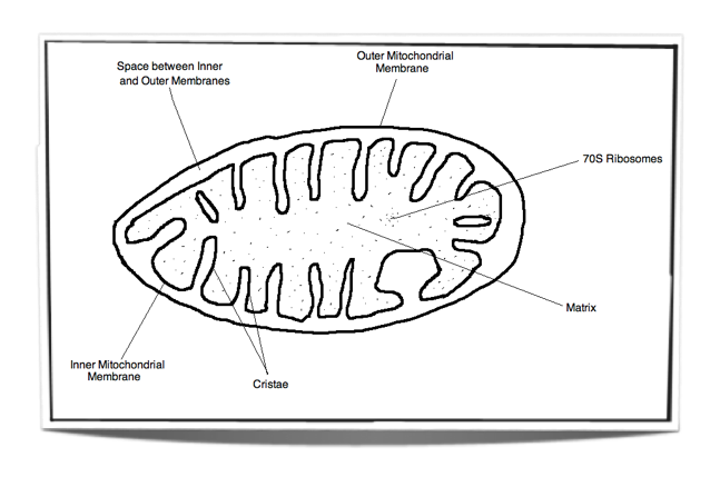 647x438 powerpoint presentation - Cytoplasm Drawing