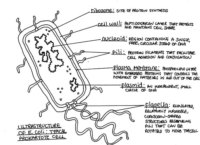 686x500 topic ultra structure of cells - Cytoplasm Drawing