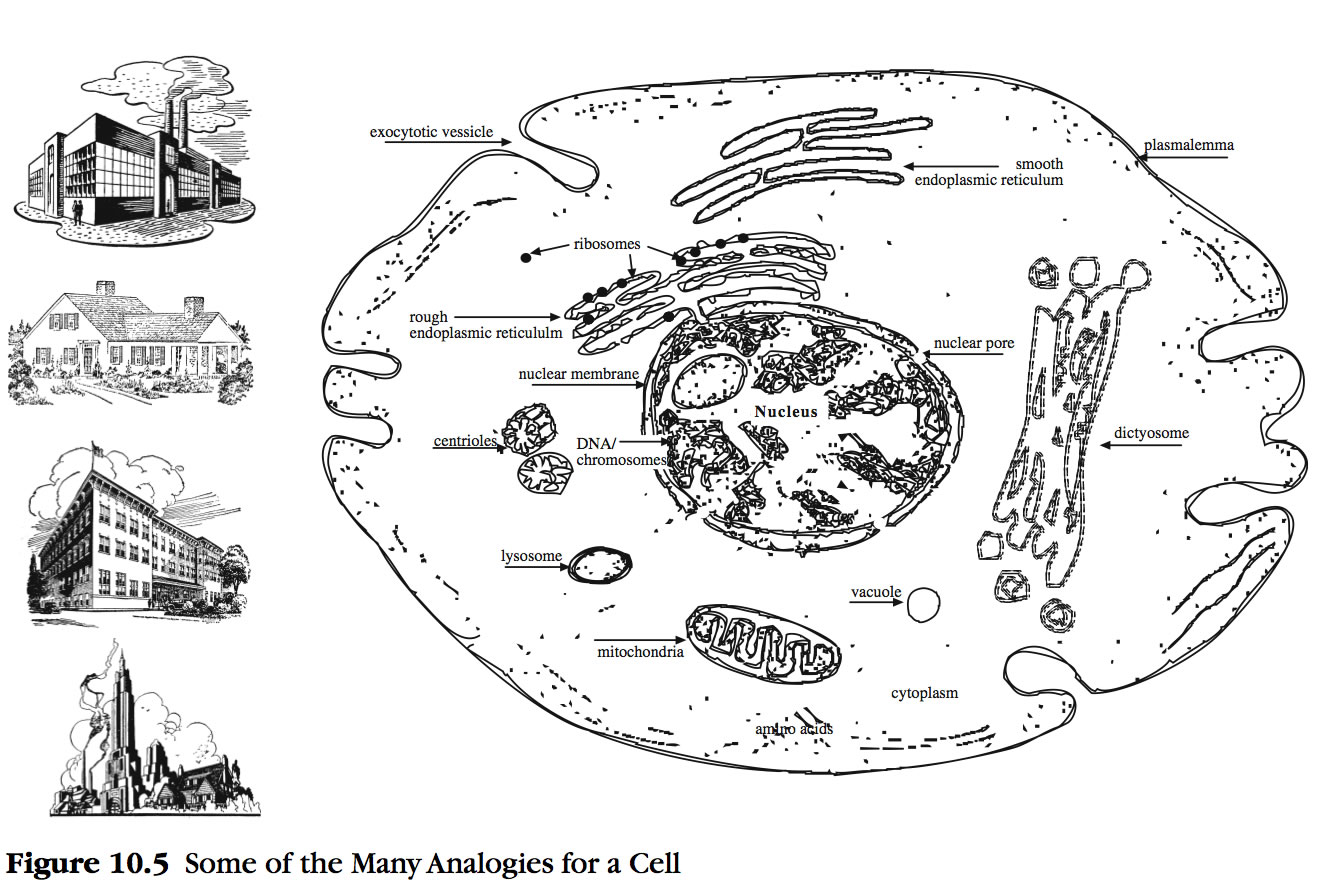 1333x888 untitled document - Cytoplasm Drawing