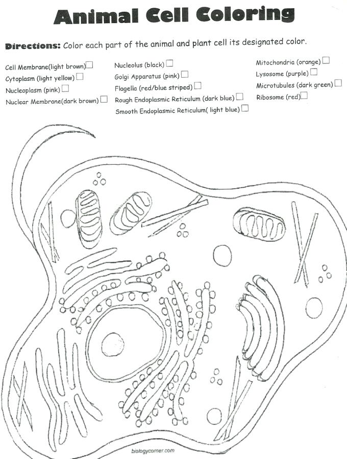 680x898 what color is mitochondria stockware - Cytoplasm Drawing