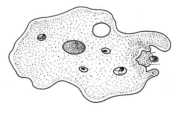 730x462 biological drawings amoeba feeding biology teaching resources - Cytoplasm Drawing