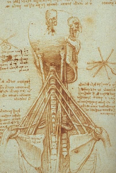 404x599 leonardo da vinci was right all along - Da Vinci Drawings