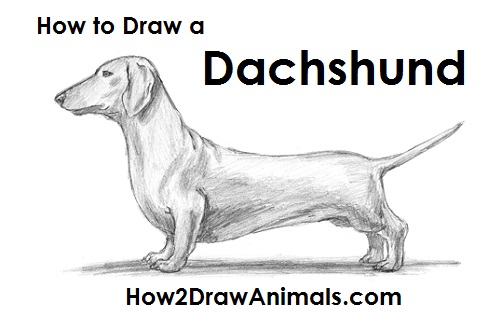 500x315 How To Draw A Dog - Dachshund Cartoon Drawing