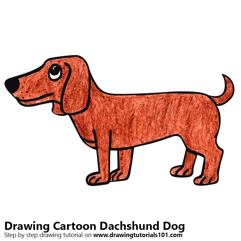 800x800 learn how to draw a cartoon dachshund dog - Dachshund Cartoon Drawing
